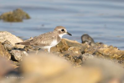 Tibetaanse plevier - Tibetan sand plover