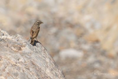 Gestreepte gors - Striolated bunting - Emberiza striolata