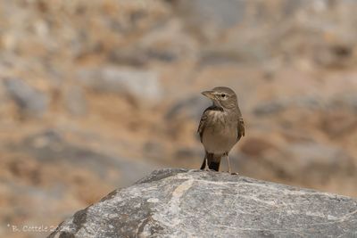 Woestijnleeuwerik - Desert Lark