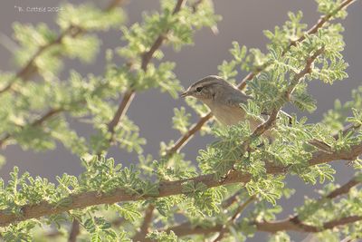 Dwergtjiftjaf - Plain leaf warbler