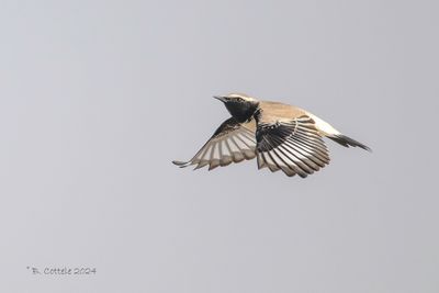 Woestijntapuit - Desert wheatear - Oenanthe deserti