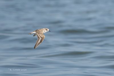 Strandplevier - Kentish Plover