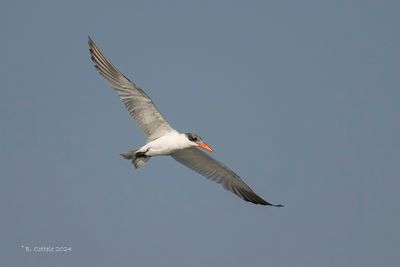 Reuzenstern - Caspian tern - Hydroprogne caspia