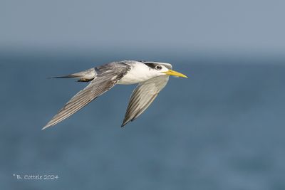 Grote kuifstern - Great crested tern - Thalasseus bergii