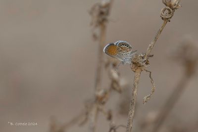 Western pygmy blue - Brephidium exilis