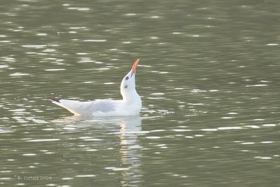Dunbekmeeuw - Slender-billed Gull