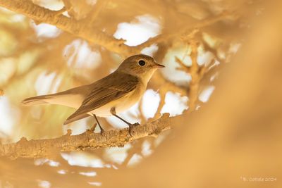 Kleine Vliegenvanger - Red-breasted Flycatcher