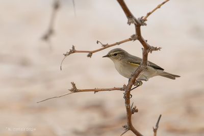 Tjiftjaf - Northern Chiffchaff