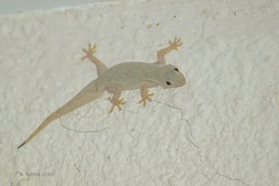 Yellow-belly gecko - Hemidactylus flaviviridis 