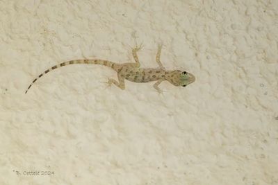 Rough-tailed gecko - Cyrtopodion scrabrum 