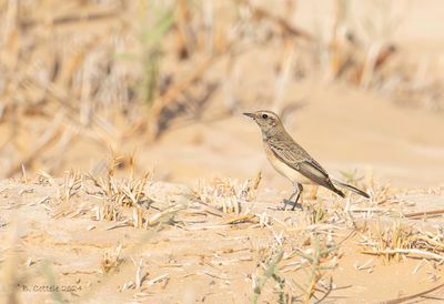 Bonte Tapuit - Pied Wheatear 
