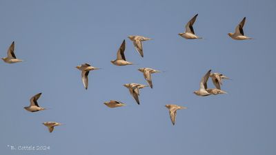 Sahelzandhoen - Spotted Sandgrouse