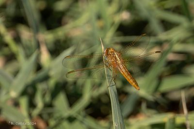 Vuurlibel - Scarlet dragonfly - Crocothemis erythraea