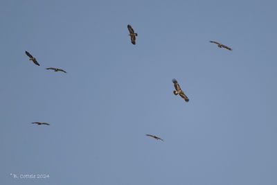 Steppearend - Steppe eagle - Aquila nipalensis