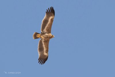 Steppearend - Steppe eagle - Aquila nipalensis