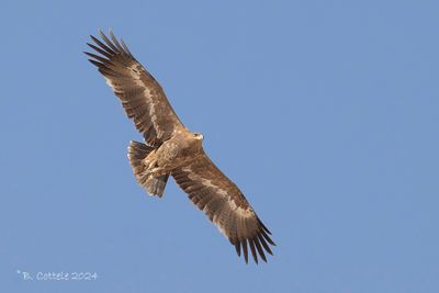 Steppearend - Steppe eagle - Aquila nipalensis
