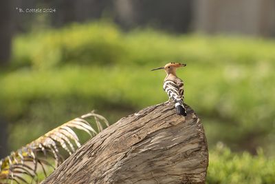 Hop - Eurasian Hoopoe