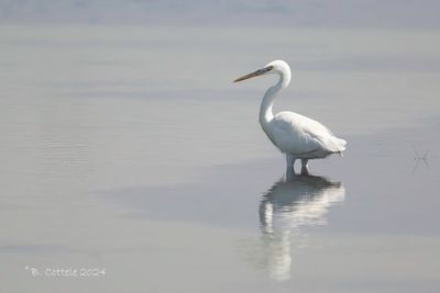 Westelijke Rifreiger - Western Reef Egret