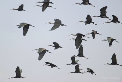 Zwarte Ibis - Glossy Ibis