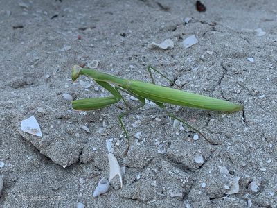 Europese bidsprinkhaan - European mantis - Mantis religiosa