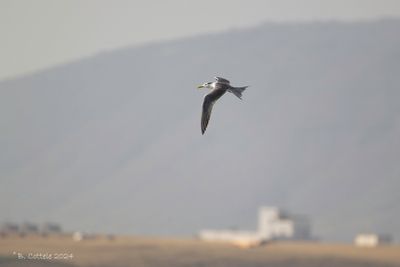 Grote Kuifstern - Greater Crested Tern 