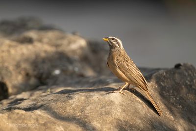 Zevenstrepengors - Cinnamon-breasted bunting - Emberiza tahapisi