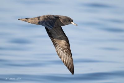 Australische grote pijlstormvogel - Flesh-footed shearwater - Ardenna carneipes