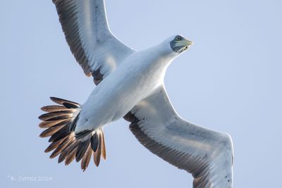 Maskergent - Masked booby - Sula dactylatra
