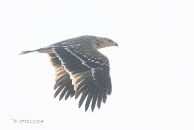 Keizerarend - Eastern Imperial Eagle