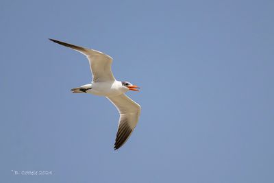 Reuzenstern - Caspian Tern