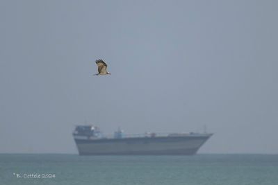Visarend - Osprey