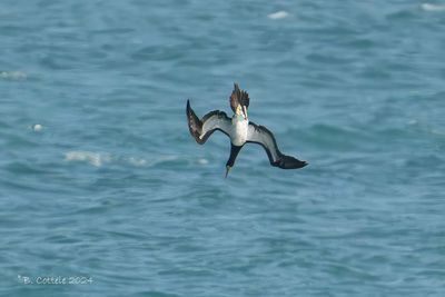 Bruine gent - Brown booby
