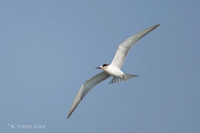 Visdief - Common tern - Sterna hirundo