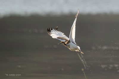 Waterfazant - Pheasant-tailed jacana - Hydrophasianus chirurgus