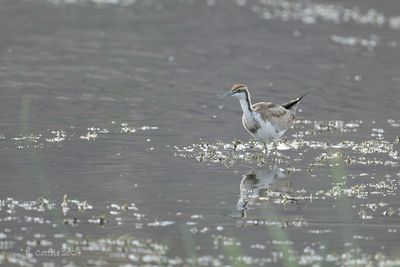 Waterfazant - Pheasant-tailed Jacana 