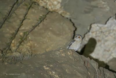 Palestijnse bosuil - Desert owl - Strix hadorami