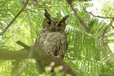 Arabische Oehoe - Arabian eagle-owl