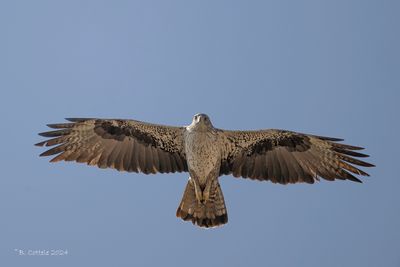 Havikarend - Bonelli's eagle - Aquila fasciata