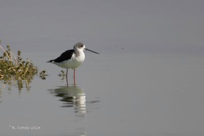 Steltkluut - Black-winged Stilt