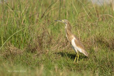 Indische Ralreiger - Indian Pond Heron 