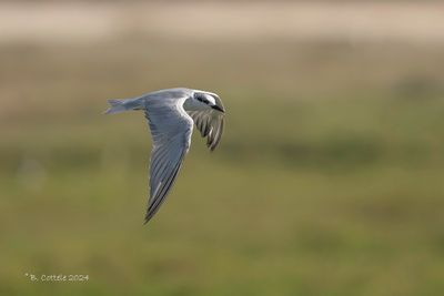 Witwangstern - Whiskered Tern