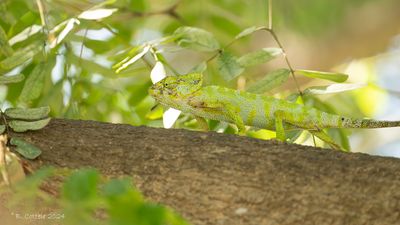 Arabische kameleon - Arabian chameleon - Chamaeleo arabicus