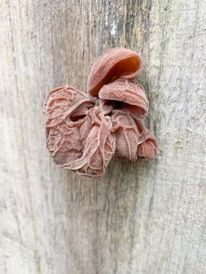 Fungi