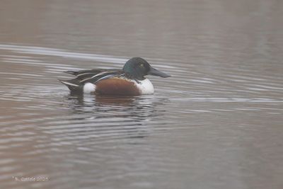 Slobeend - Northern Shoveler