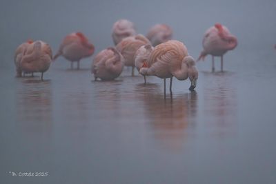 Chileense flamingo - Chilean flamingo - Phoenicopterus chilensis
