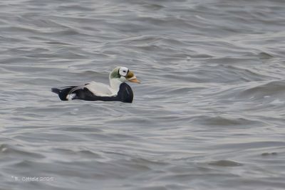 Brileider - Spectacled eider - Somateria fischeri