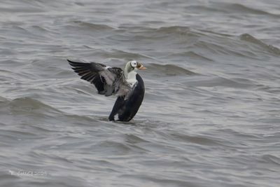 Brileider - Spectacled eider - Somateria fischeri