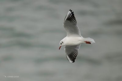 Kokmeeuw - Black-headed Gull