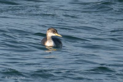 Roodhalsfuut - Red-necked Grebe