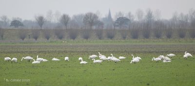 Kleine Zwaan - Bewick's Swan